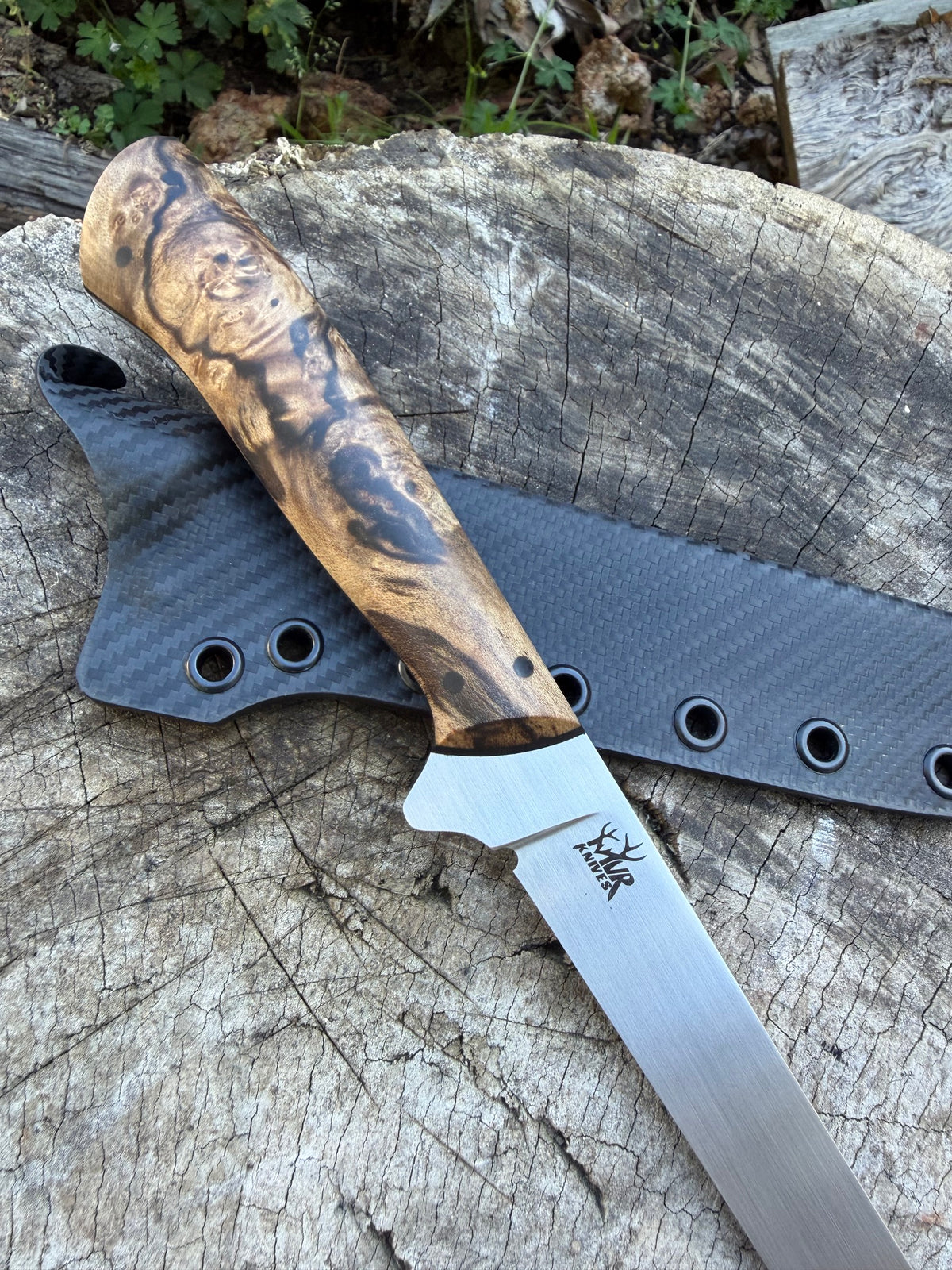 7in Fillet - Spalted Sassy
